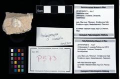 Foto (Objekt + Etikett) von Ambulocapsa cf. novacula (Robins et al., 2013)  (NHMW-GEO-2014-0194-0573)